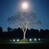 Showdowless_tree_01_2002