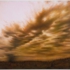 01090207-_photo__c__joshua_white