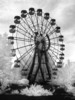 Chernobylnfrared2008_19