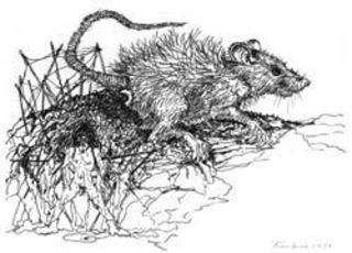 Year of the Rat,Kim Jones