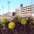 Pardoe_lynnda_detroit_cemetary_2007