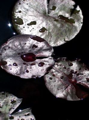 133_3350_lillys