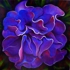 Purpleflower