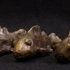 Fishes_ghilarducci__9