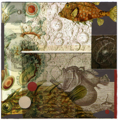 Moonfish,Bettina Forget