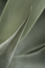 Agave II,James Wimberg