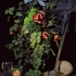 Vanitas003
