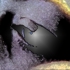 A_glimmer_of_hopesmall