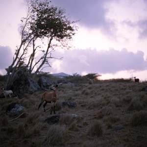 005_styrell_hillside