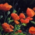 Pivoines_fond_noir_crop