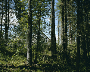 Silent Film of a Tree Falling in the Forest,Mungo Thomson