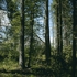 Mungothomsontreestill