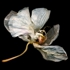 Phalaenopsis_6_1024w