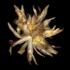 Cactus_blossom