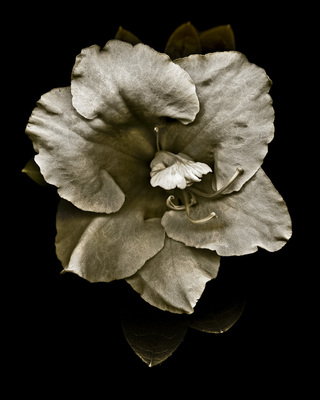 Azalea_2