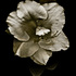 Azalea_2