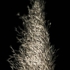 Pampas_1024w