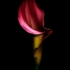 Calla_lily_3_1024w