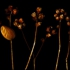 Camellia_1_1024w