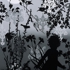 Into_the_woods_