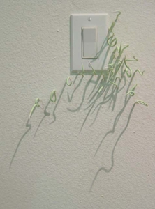 Seaweed-1-1