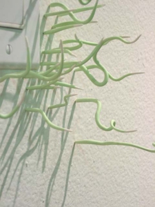 Seaweed-1-3