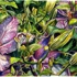Clematis001