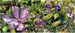 Clematis001
