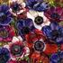 As_cropped20100912104441-anenomes_001