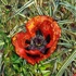 Poppy_001