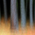 5_-_john_r_math_-_enchanted_forest_-_digital_image_-_2007__-_10_x_15_-_450