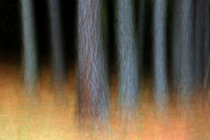 5_-_john_r_math_-_enchanted_forest_-_digital_image_-_2007__-_10_x_15_-_450