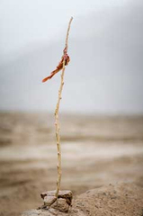 Black Garden (Single Twig),Lisa Ross