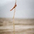 Black_garde_an_single_twig