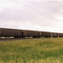 Vs-01-19_trainwithtallgrass