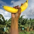 United_fruit_fallen_fruit_2_327