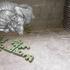 Crispi_clay_dog