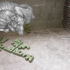 Crispi_clay_dog
