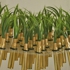 Sarah_hirneisen_grass_web