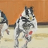 Hunderennen__2024x30cm_20oil_20on_20vanvas__202008__20hanne_20kroll_1_