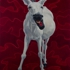 Donkey07_12
