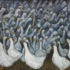 Fowl_playm-300dpi