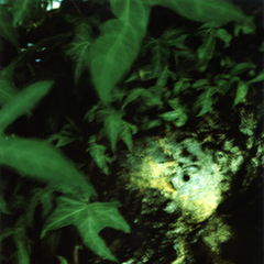 Wonderland,Pernilla Persson