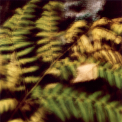 Fern I,Pernilla Persson