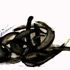 Dessin1-bl