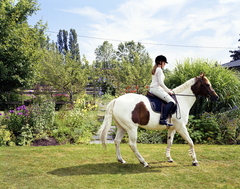 Web_reverse_horse