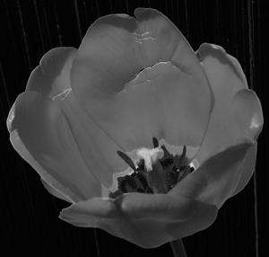 Reflower2d