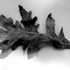 Reoak_leaf5