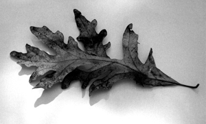 Reoak_leaf5