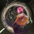 Wishing_well_ab